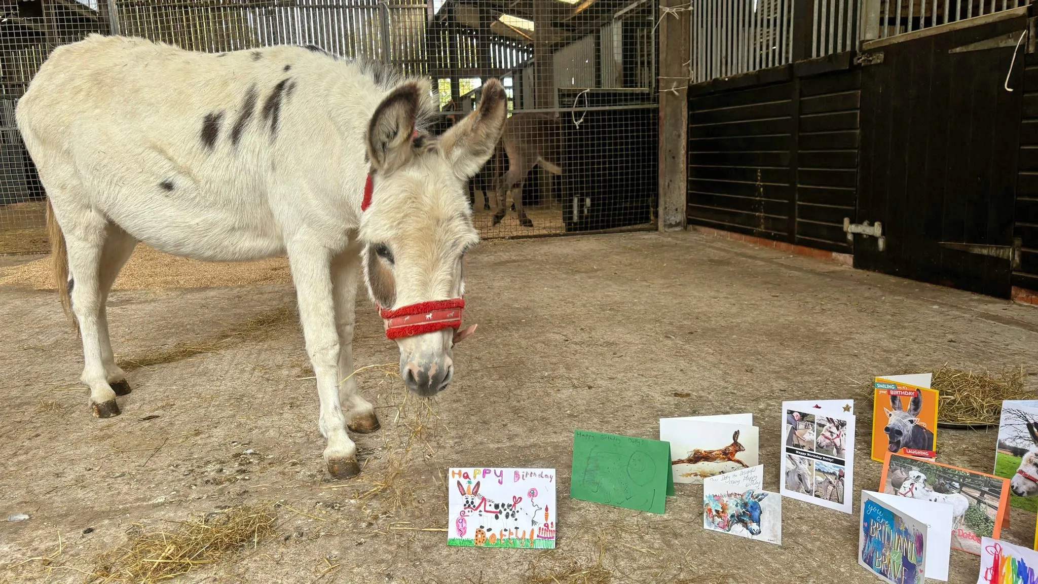 Dotty the donkey with birthday cards. 