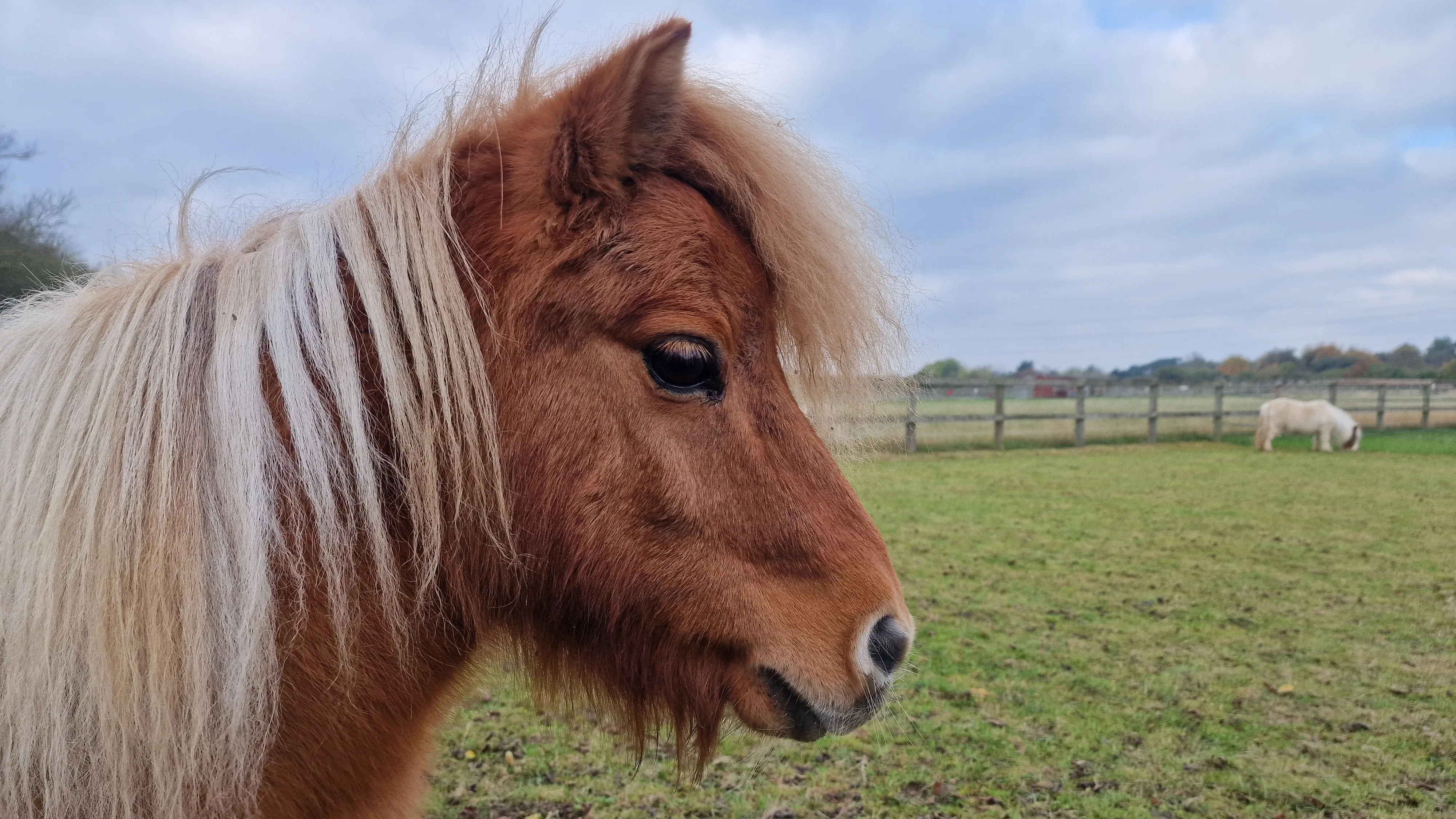 Photo of Shetland pony Baby Face Nelson, he is stood side on to the camera. 