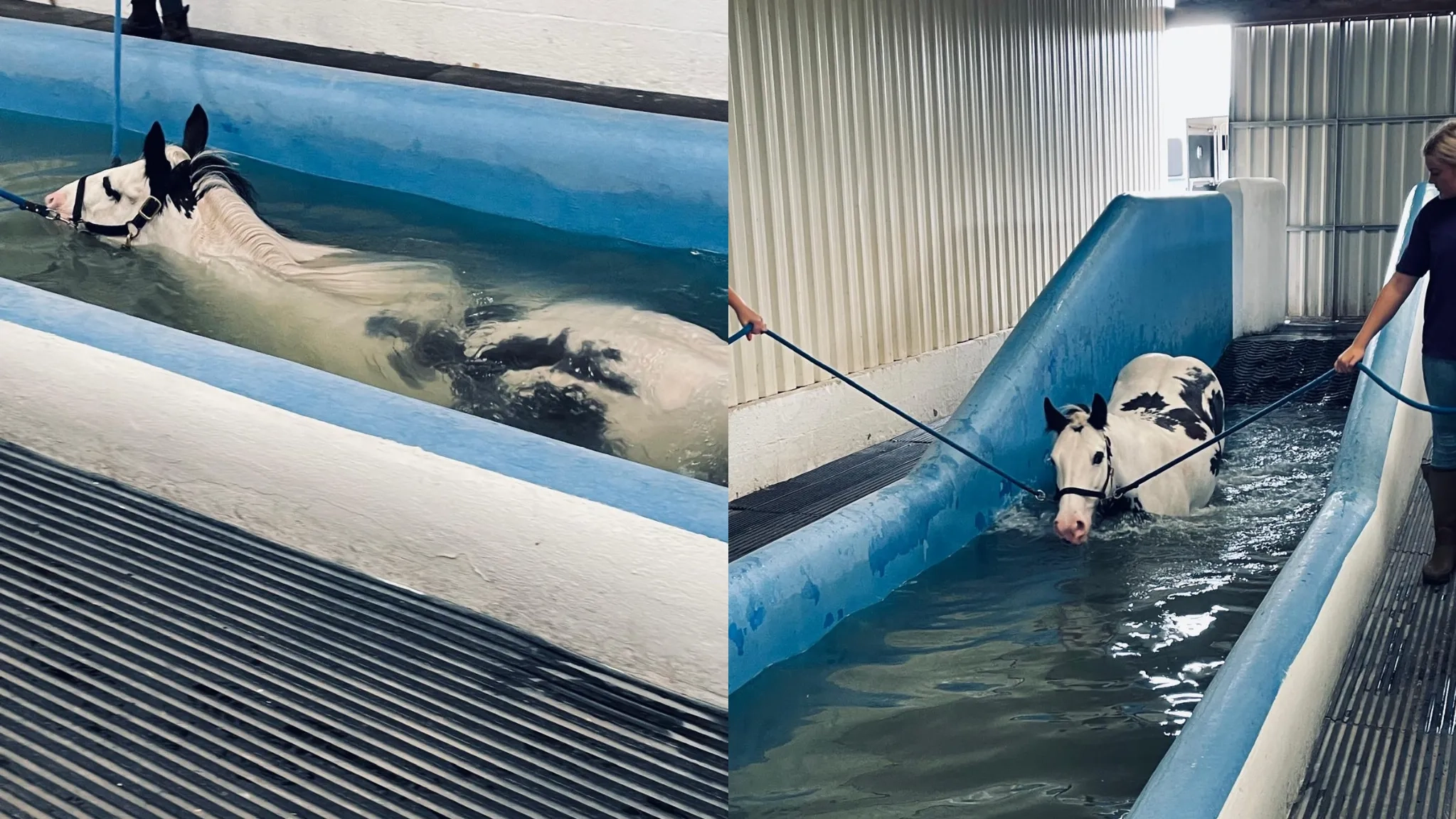 Estelle the cob doing a physio swim.