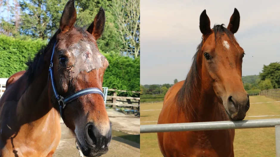 Two photos of Glorious, the left is her at arrival at Redwings with extensive head injuries, the right is her now where she is healed with no visual marks on her face.