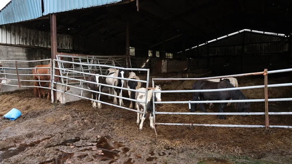 A photo of horses behind a gate, inside a barn, with rotting bedding beneath them.