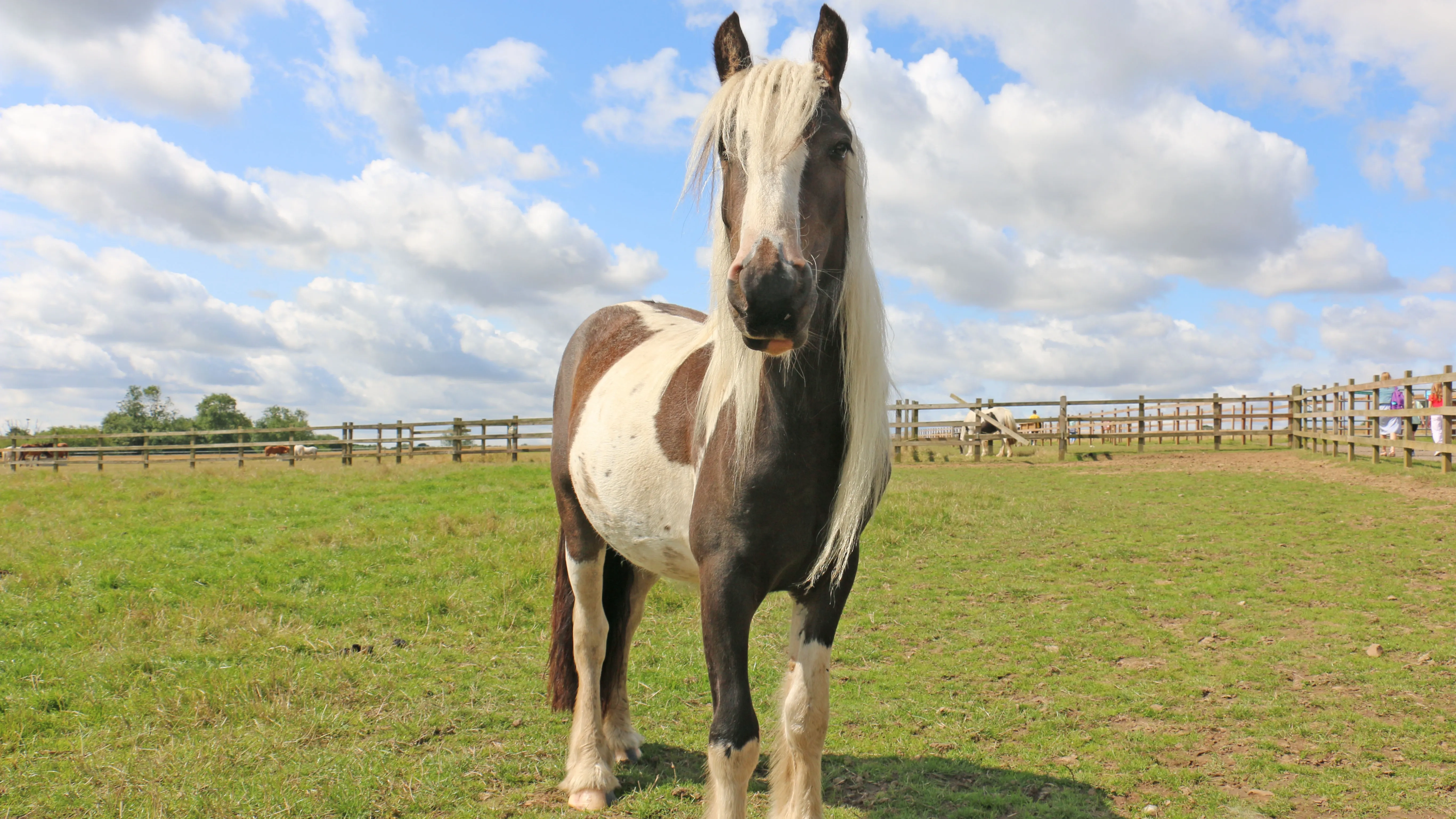 A photo of Pickle the cob stood in her field.