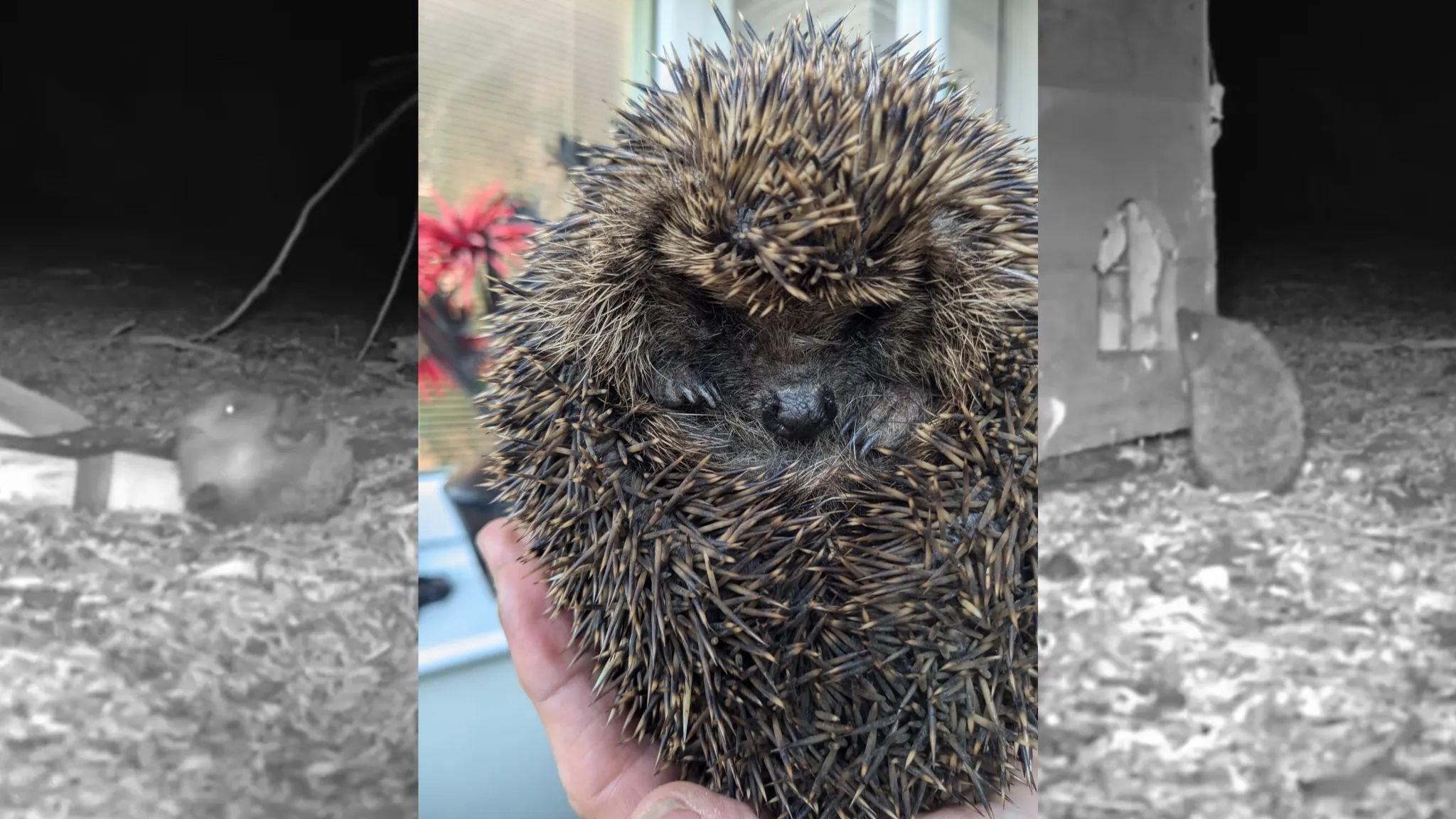 Three photos of hedgehogs, two small ones on the left and right, and an adult in the middle.