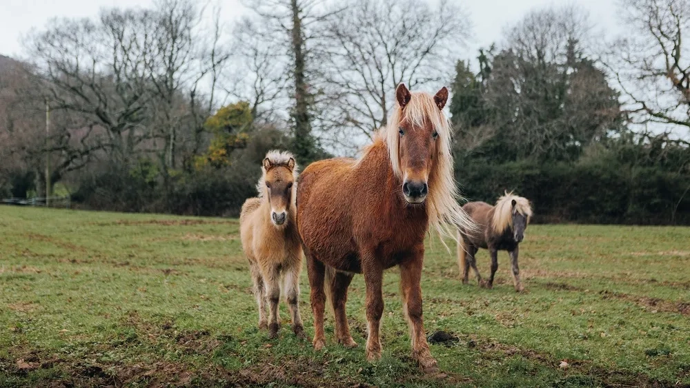 A chestnut mare and foal