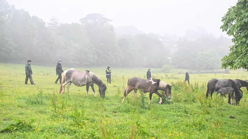 Welfare Officers herding ponies
