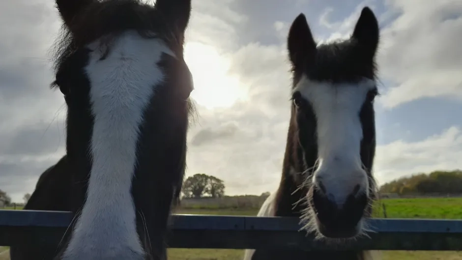 Photo of two ponies looking at the camera, Rupert (left) and Boris (right).