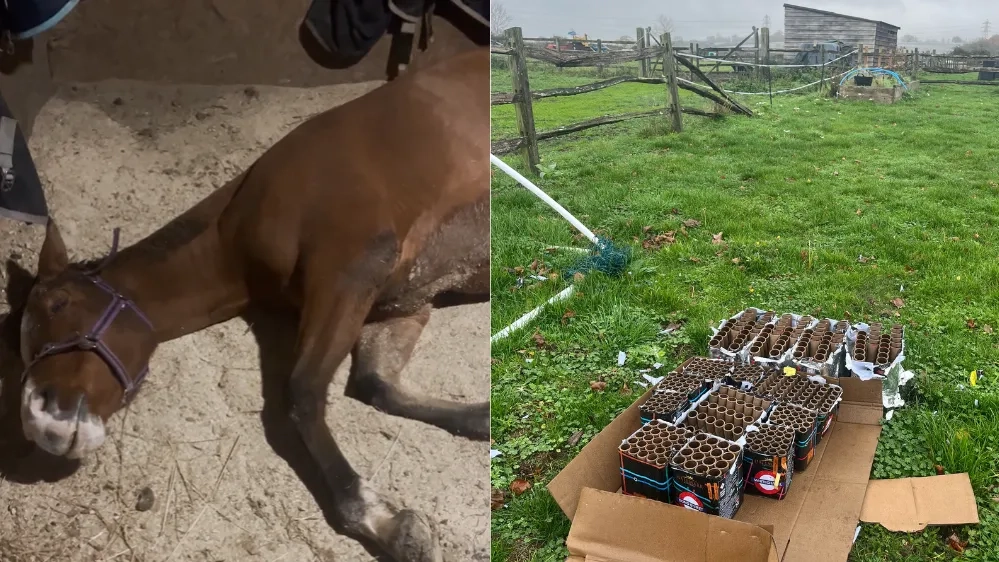 Photo of Zuri suffering colic (left) and the containers from the fireworks used in the display (right)