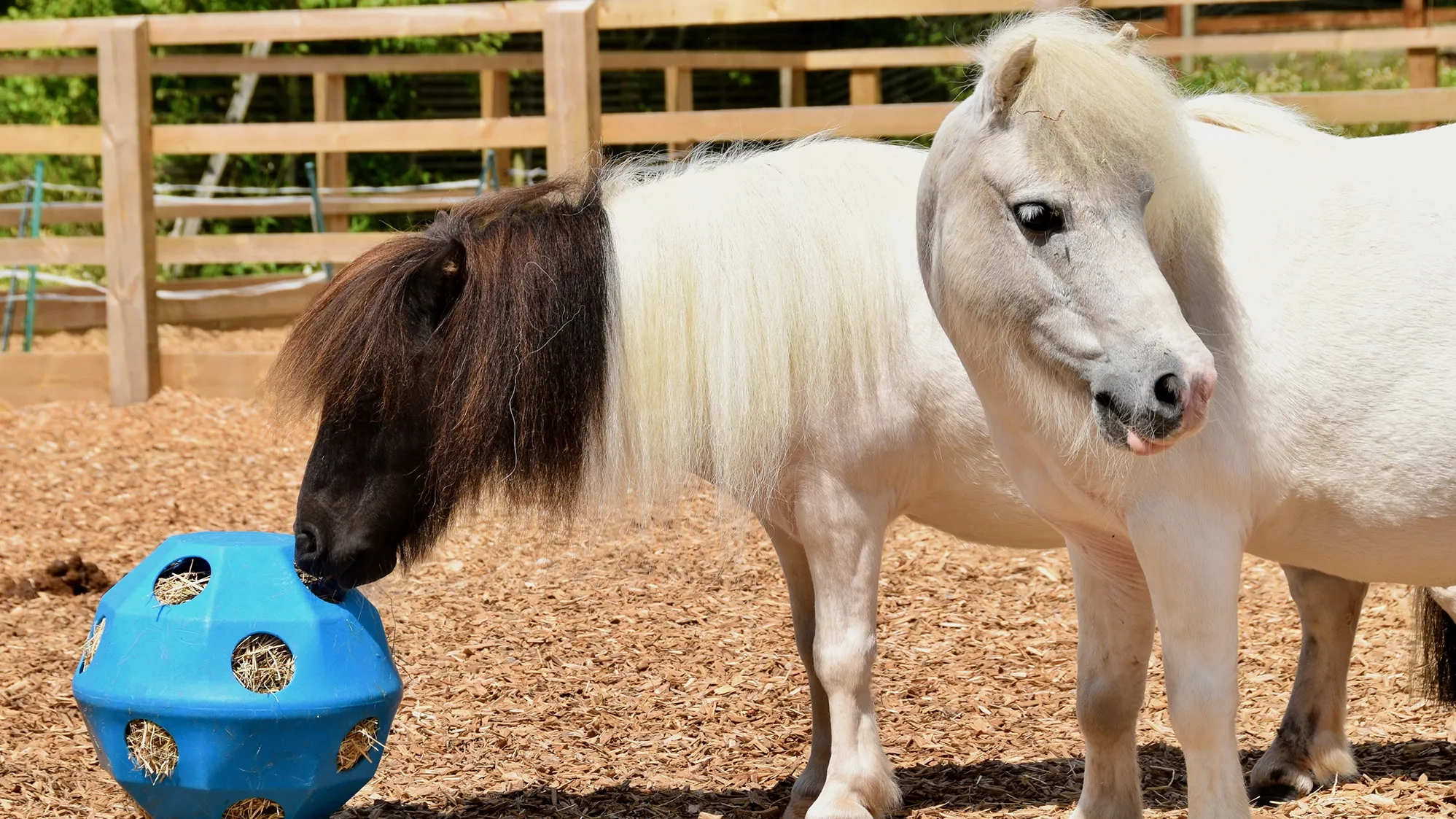 Photo of two Shetland ponies with a hay ball.
