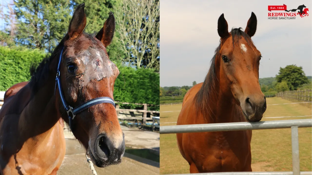 Two photos of Glorious the horse. On the left is a photo of her head with injuries, on the right is a photo of her head healed.