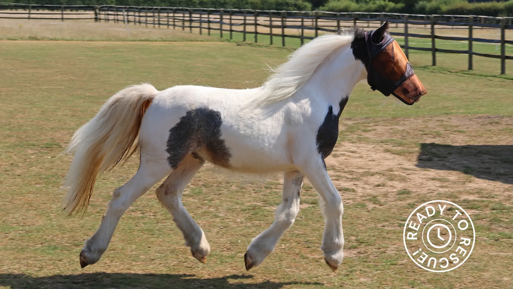 Patch the pony trotting in a grass paddock. 