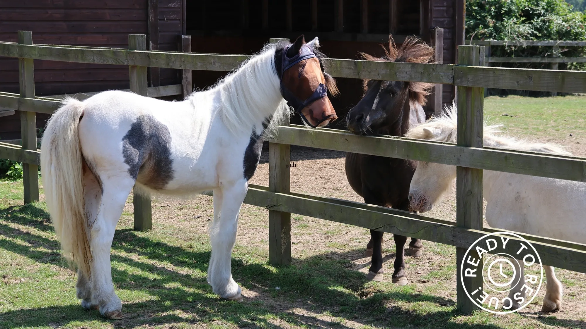 Patch the foal making friends with Shetland ponies through a fence.