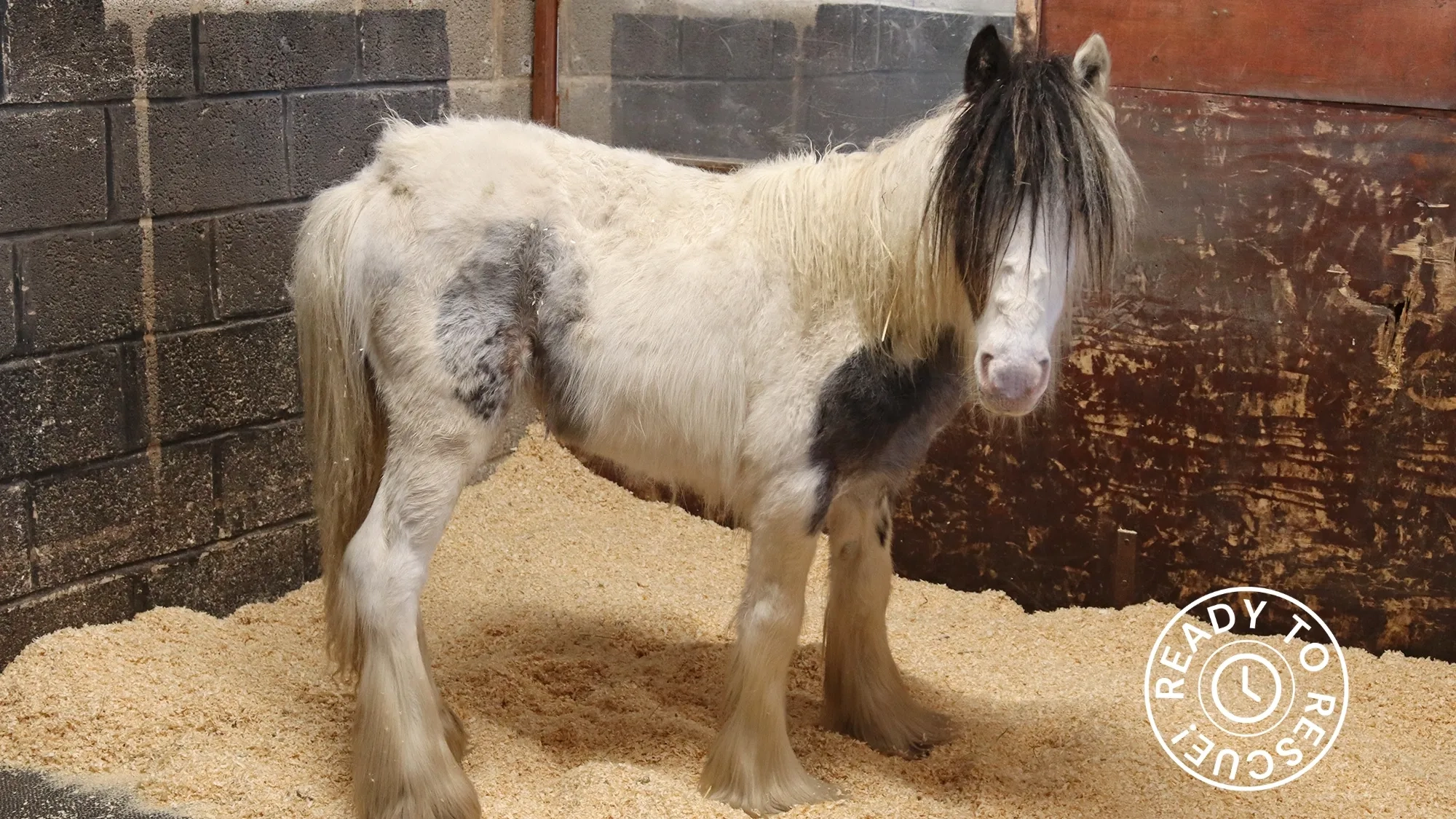 Patch the foal when he arrived at Redwings emaciated. 