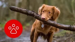 Dog carrying a large stick