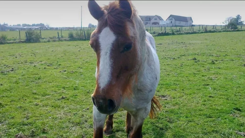 Photo of Tango the pony stood in a field. 