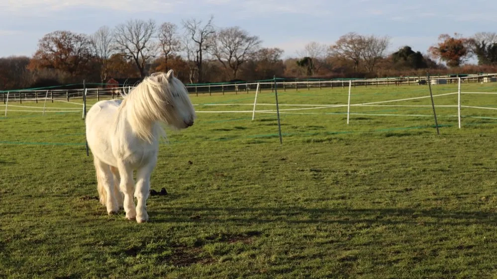 Will the cob stood in a field at Redwings Caldecott