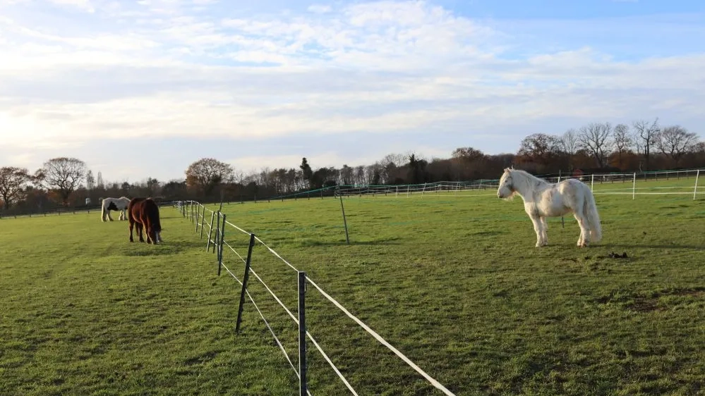Photo of Will the pony stood in a field next door to two other horses.