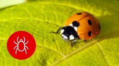 A ladybird on a leaf