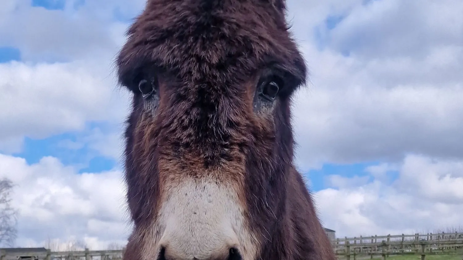 Wiggins the donkey