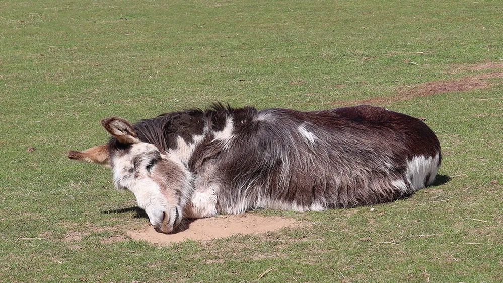 Wacko enjoying a nap 