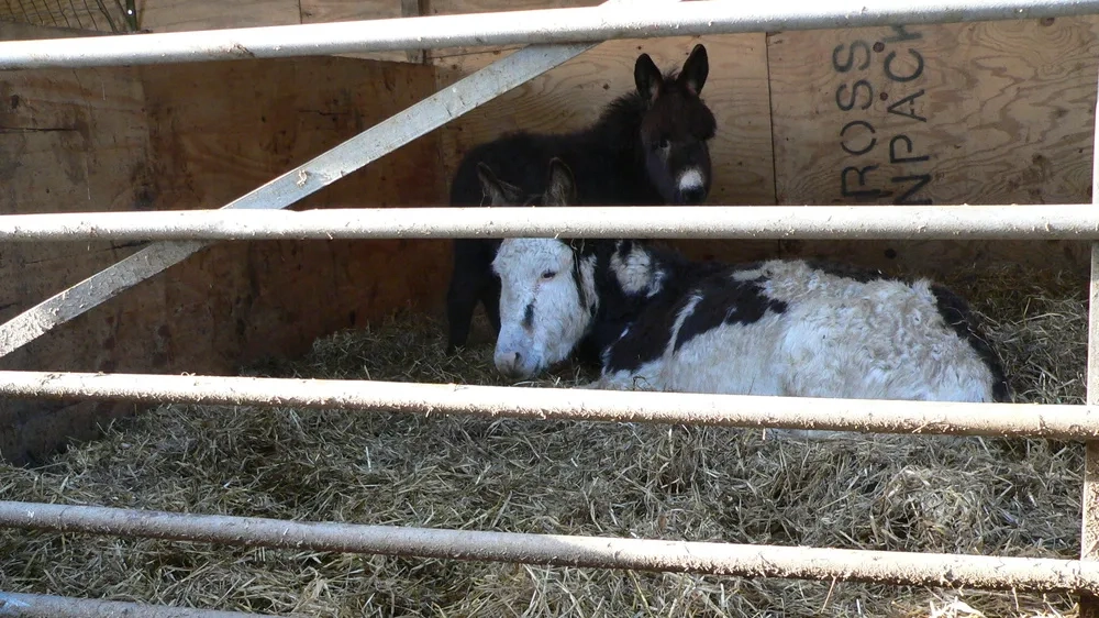 Martha and Esther when rescued 