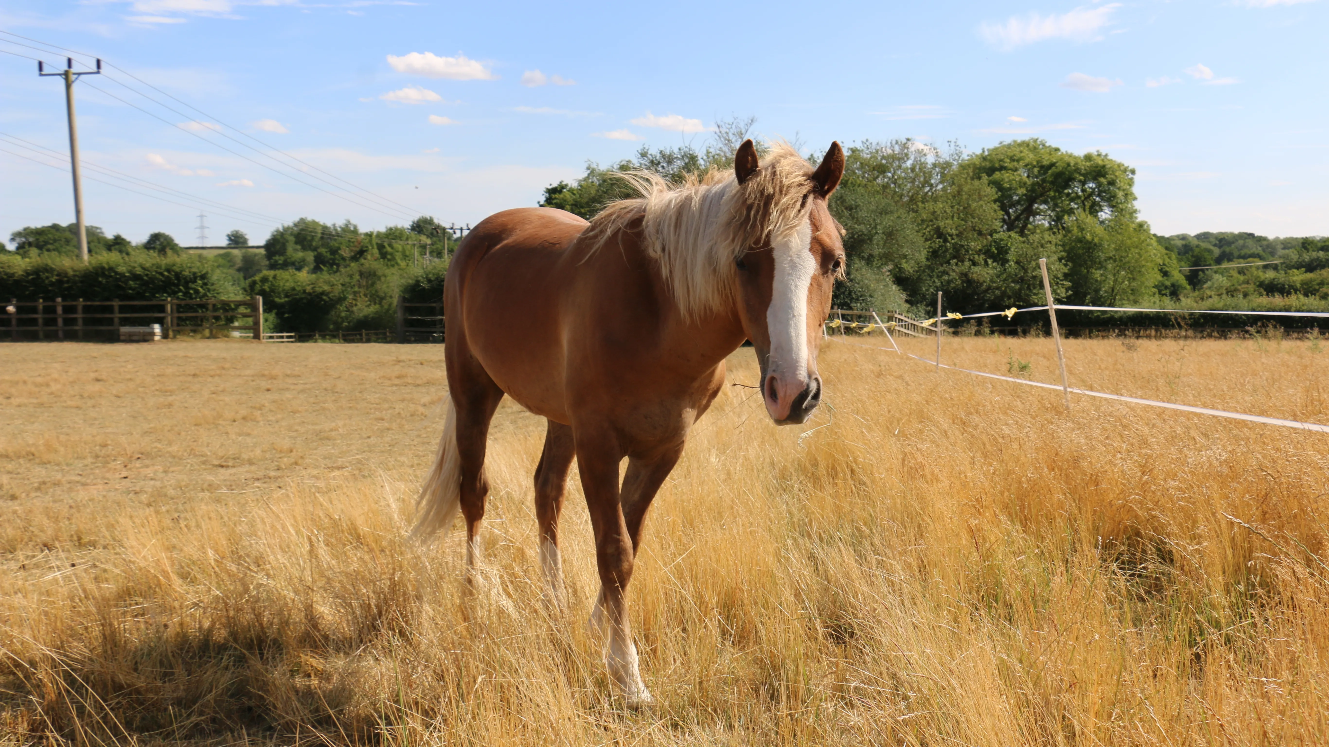 Photo of Tom the pony stood in a field in sunshine.