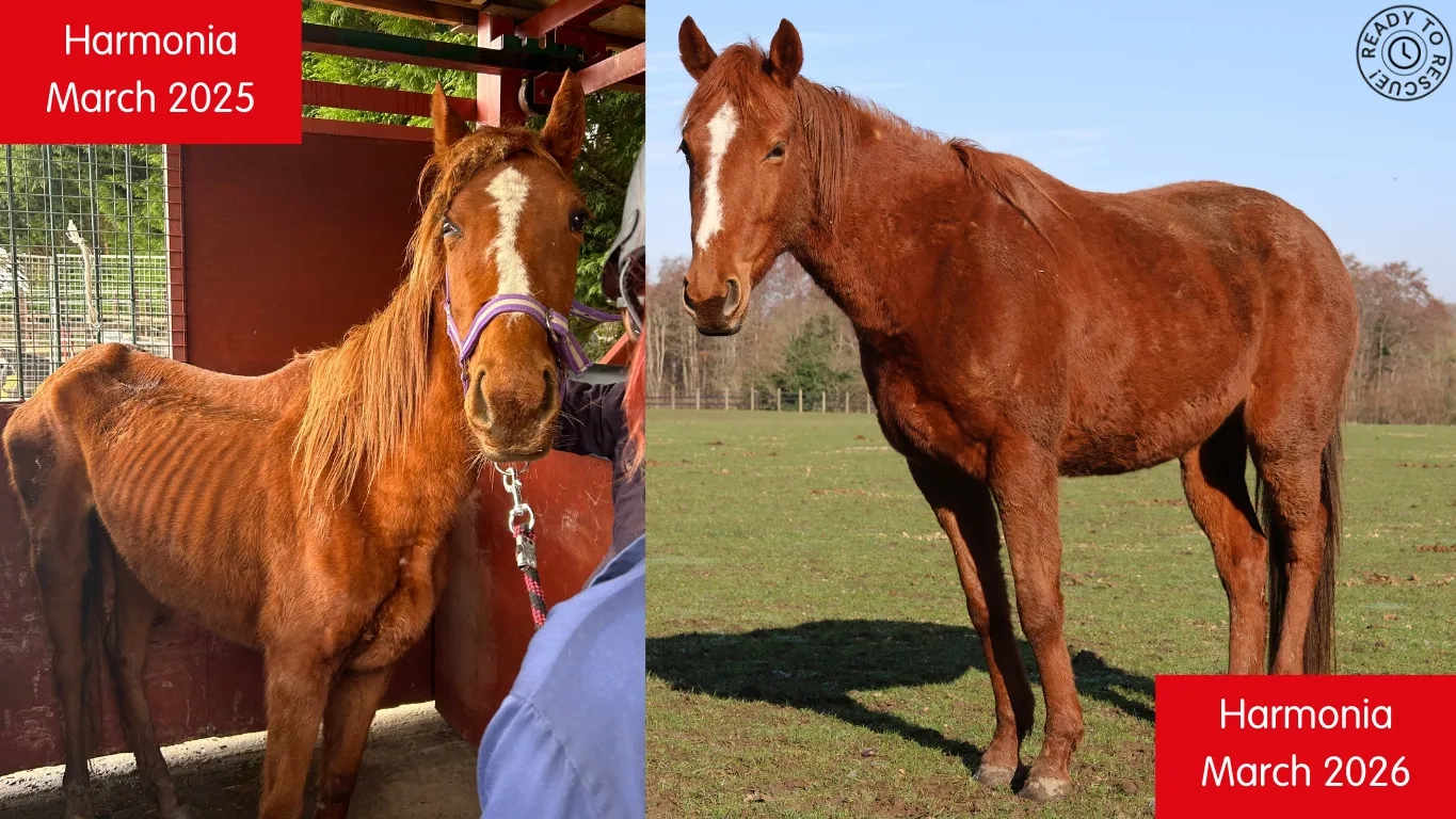 Two photos of Harmonia the horse. On the left is Harmonia on intake, she is very emaciated. On the right is Harmonia now at a healthy weight. 