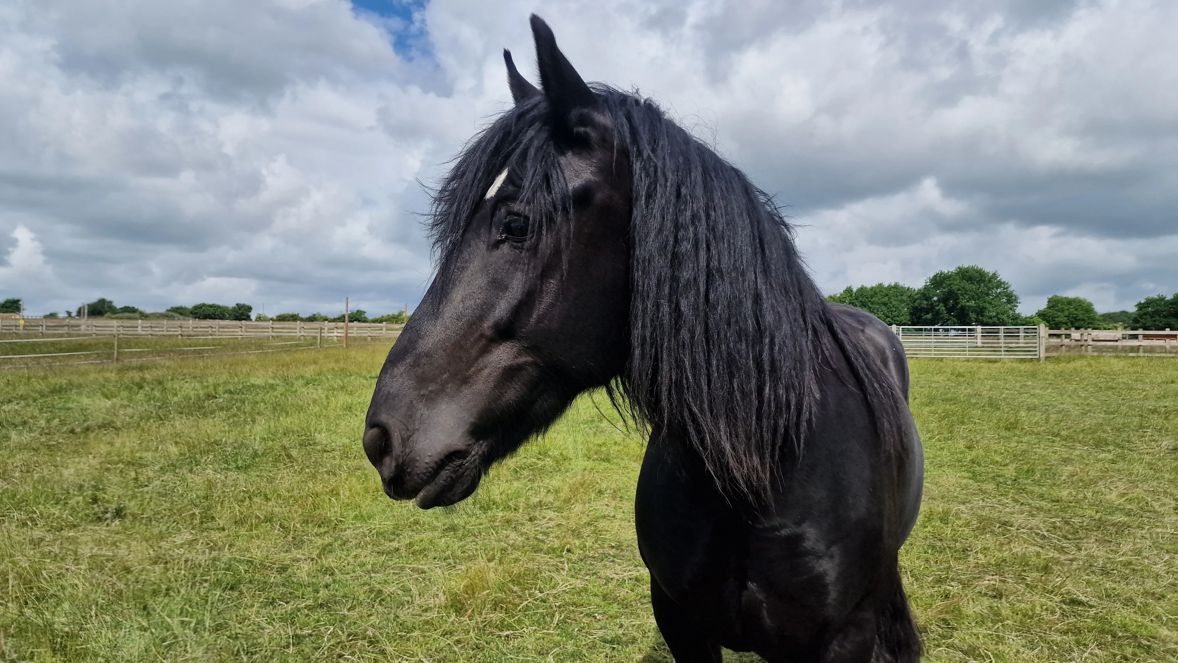 A photo of Callisto the horse stood in a field. 