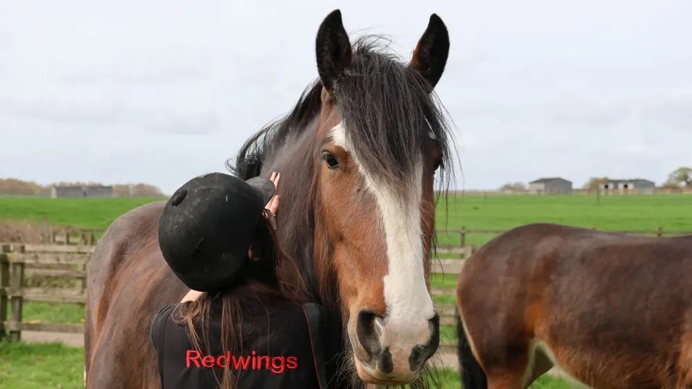 Lady the Shire being cuddled by a carer