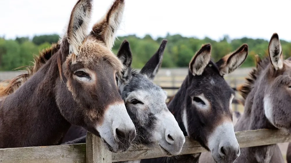 Three donkeys look expectedly over a fence 
