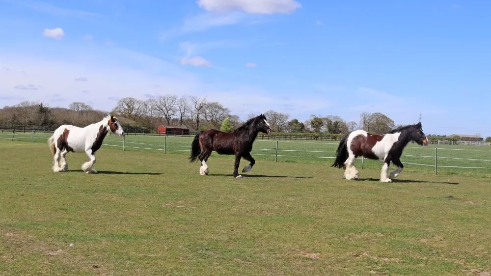 Rumpel (plus Snuffles and Chicago)