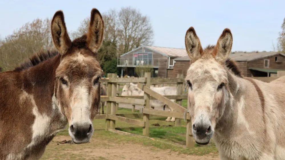 Timothy and Cain at Redwings Aylsham