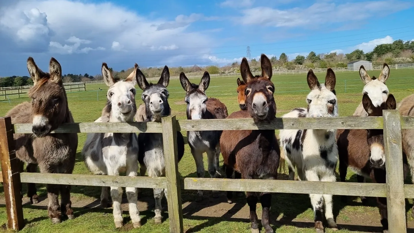 Photo of the donkey herd at Redwings Caldecott looking over a fence.