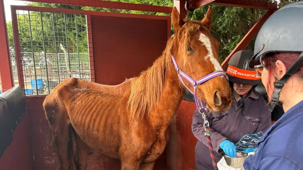 Harmonia being prepared for a blood transfusion