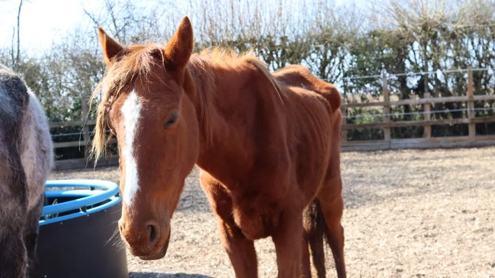 Harmonia when she was rescued
