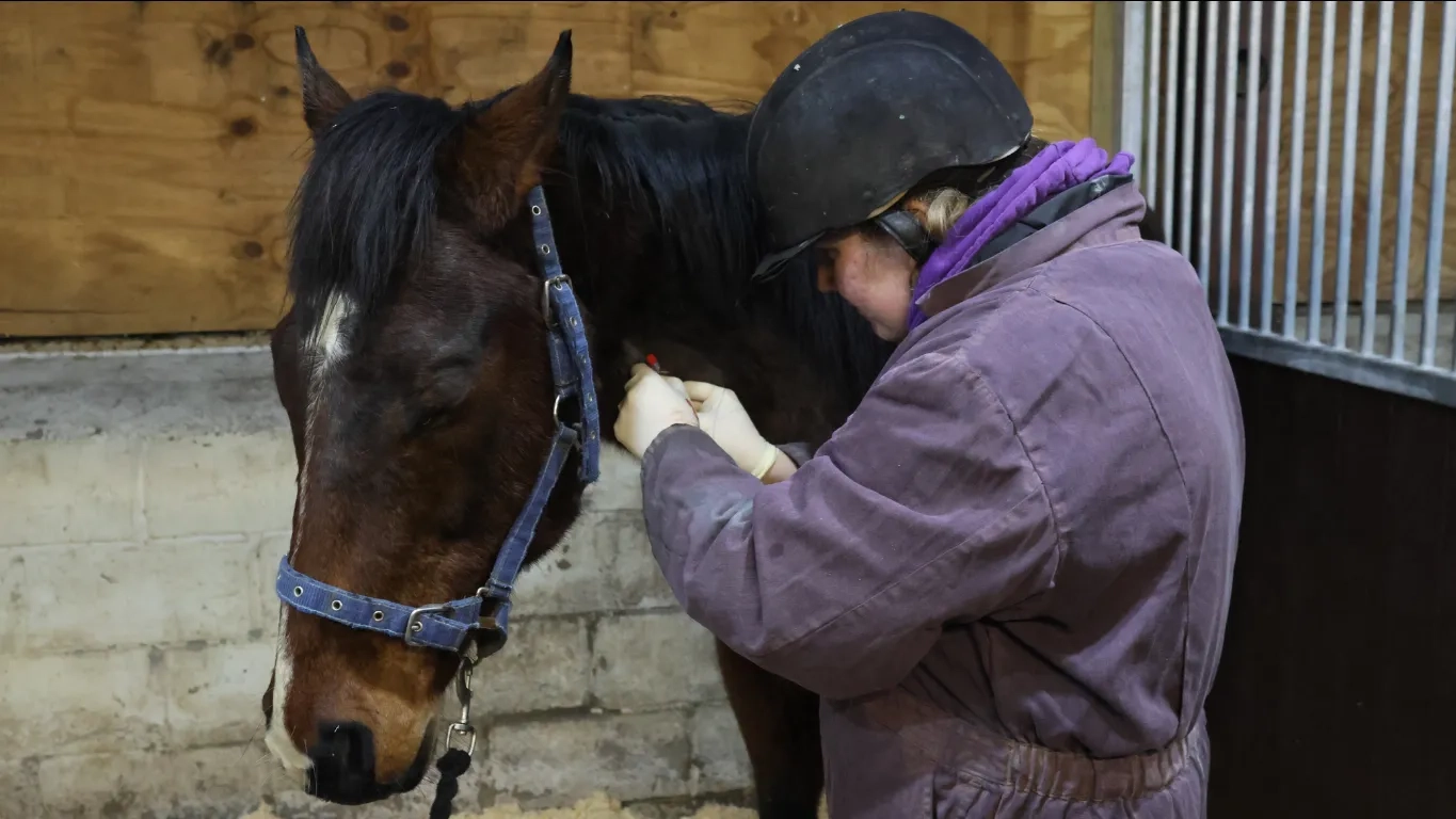 A photo of Zeus the horse having a catheter placed in his neck by Vet Chloe. 