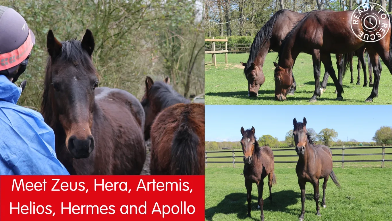 On the left is a photo of colt Hermes when he was rescued. On the right are two photos of the thoroughbreds at Redwings, looking healthy and out on grass.