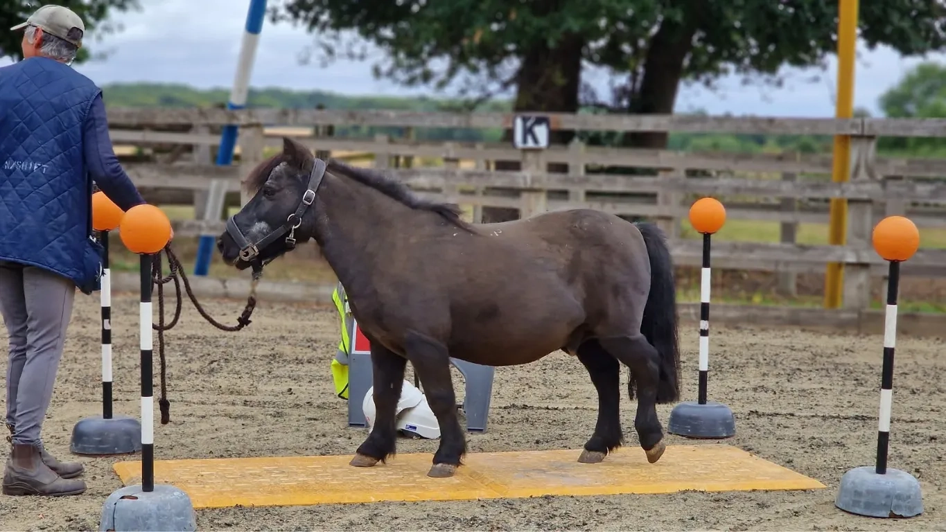 Shetland pony Sam in a behaviour clinic