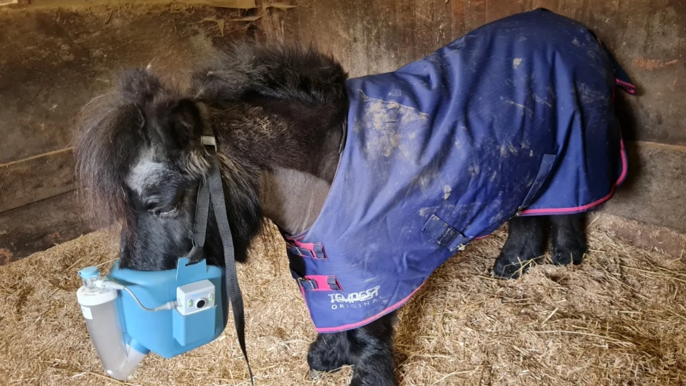A photo of Sam the Shetland pony using an inhaler