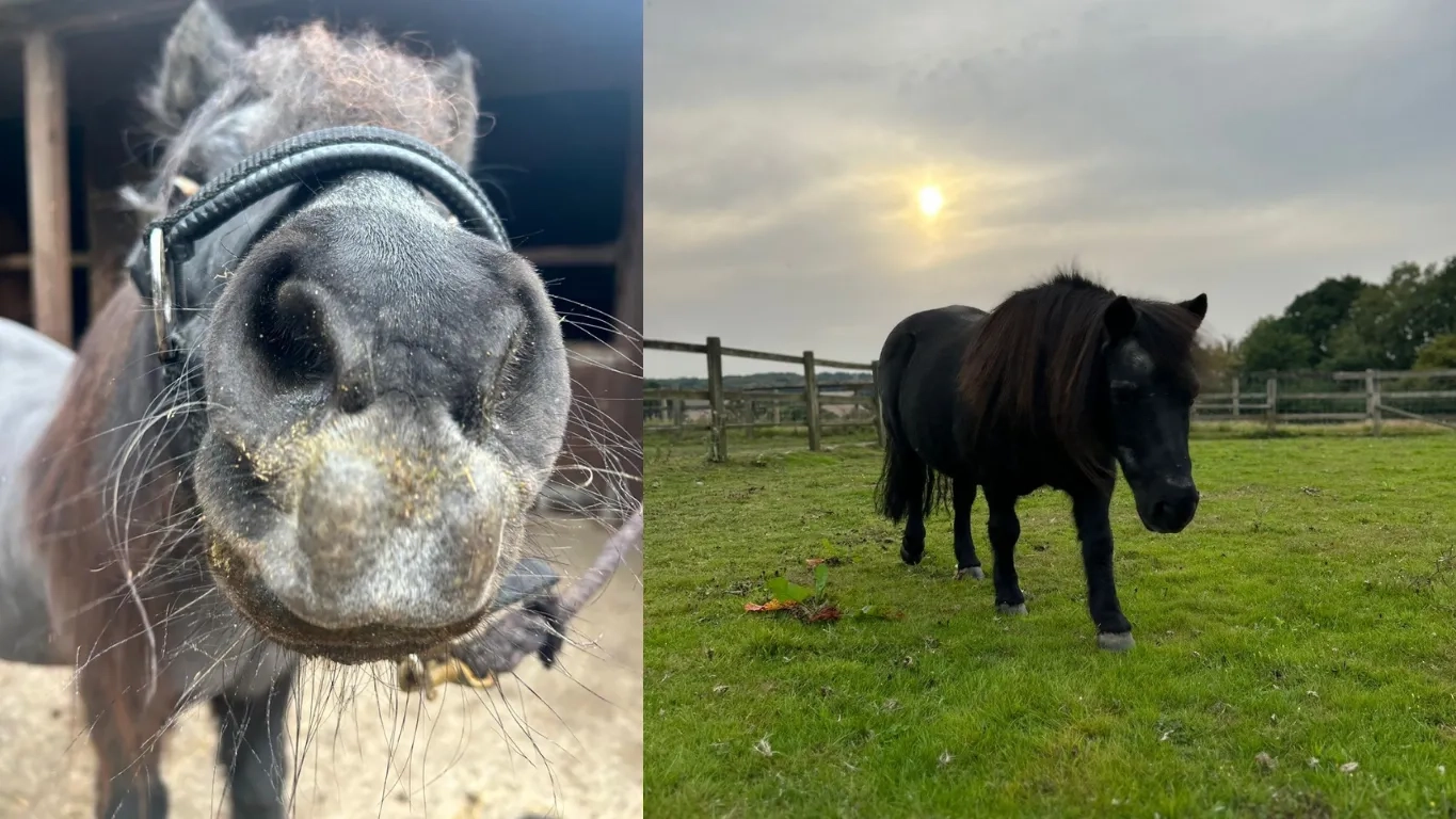 Two photos of Shetland pony Sam.