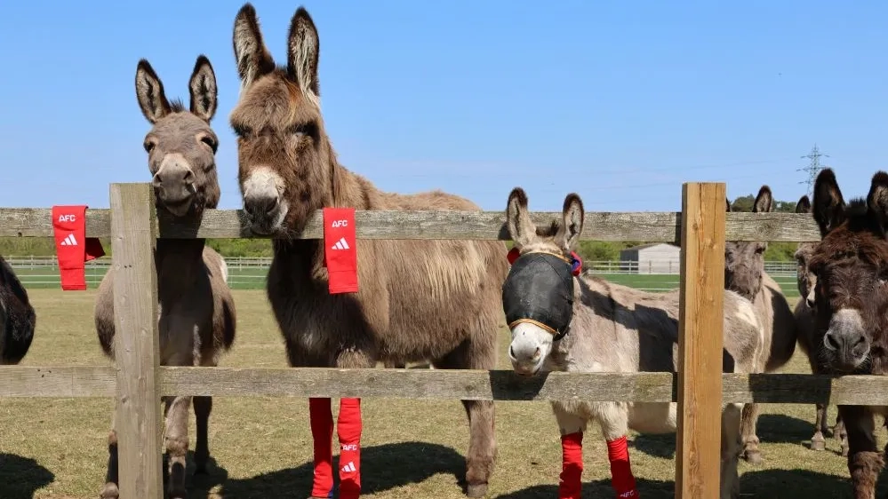 donkeys with socks