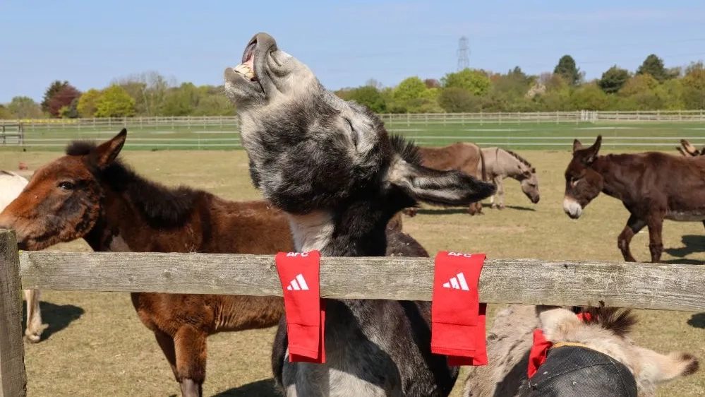 Donkeys smiling with socks