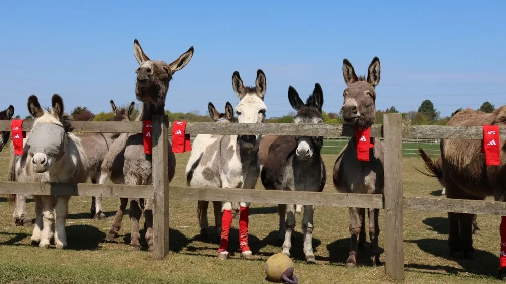 donkeys with socks