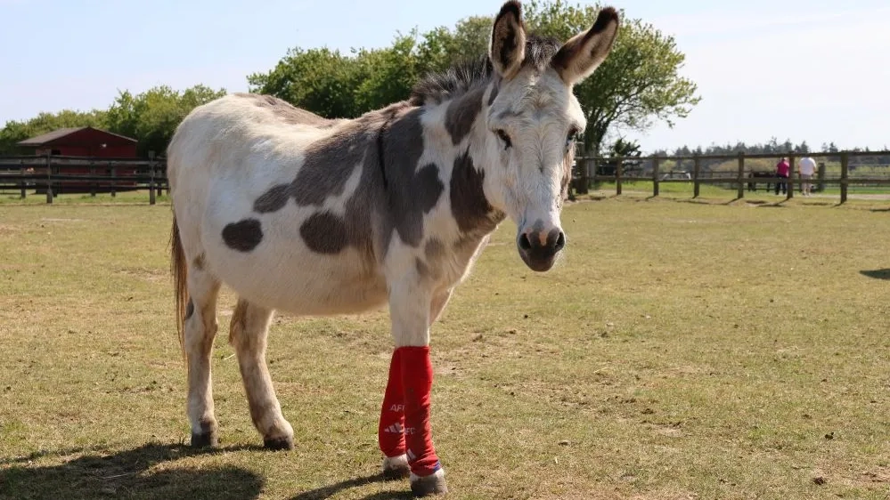 Rio wearing socks
