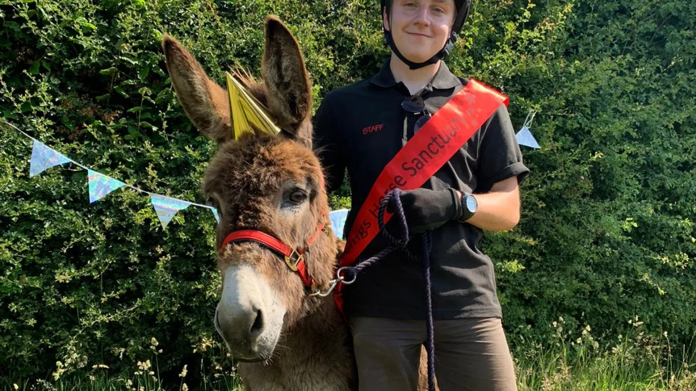 Photo of Wiggins the donkey wearing a party hat, stood with a handler.