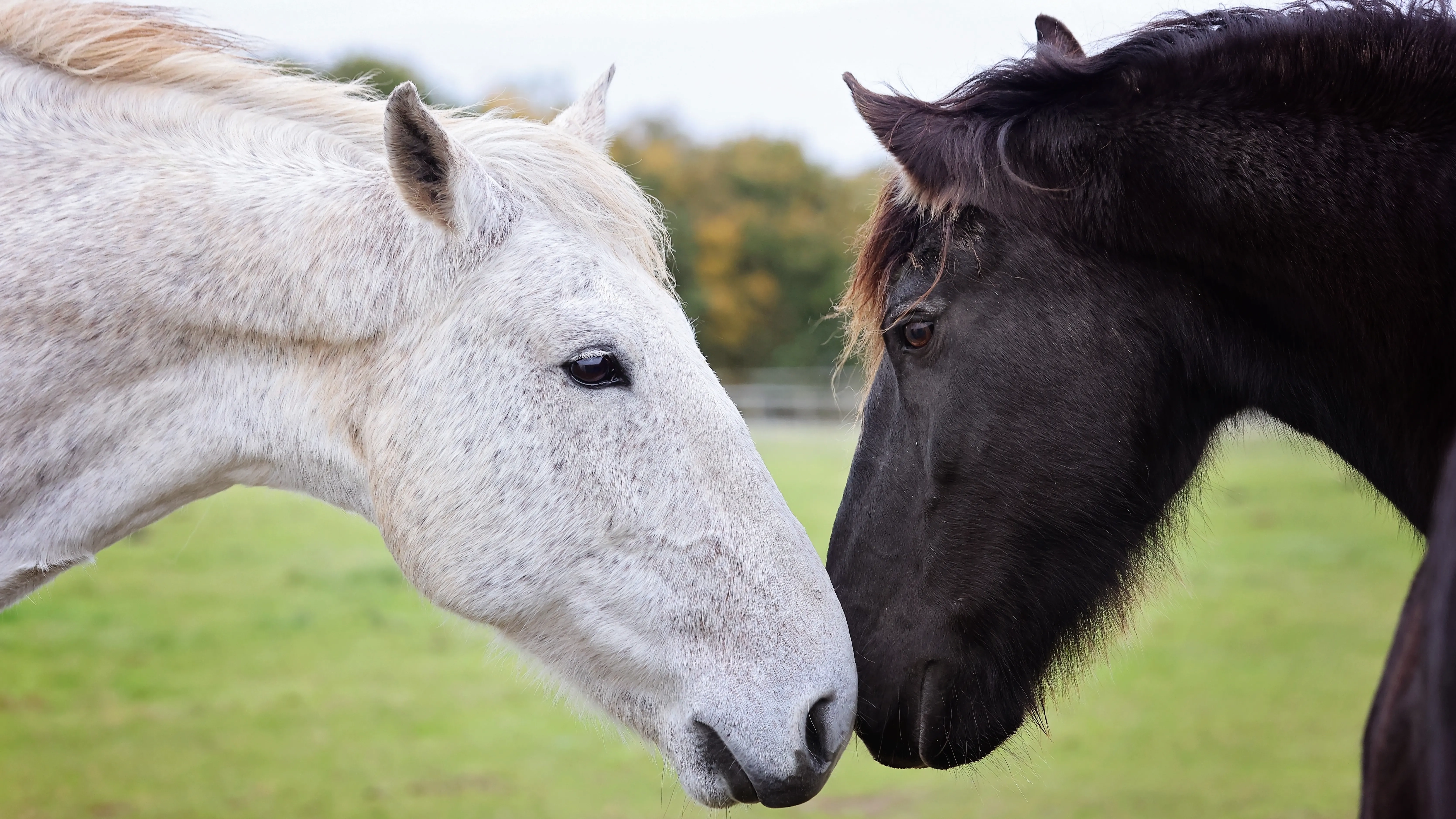 Photo of two horses touching noses 