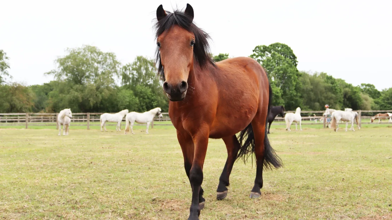 A photo of Dora the pony stood in her field.