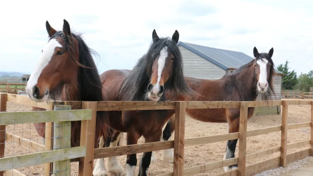 Shire Horse Lady with her friends Holly Blue and Papillion