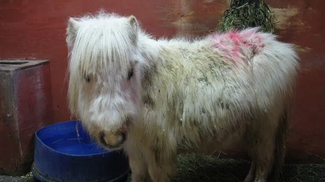 Thumbelina when she was rescued 