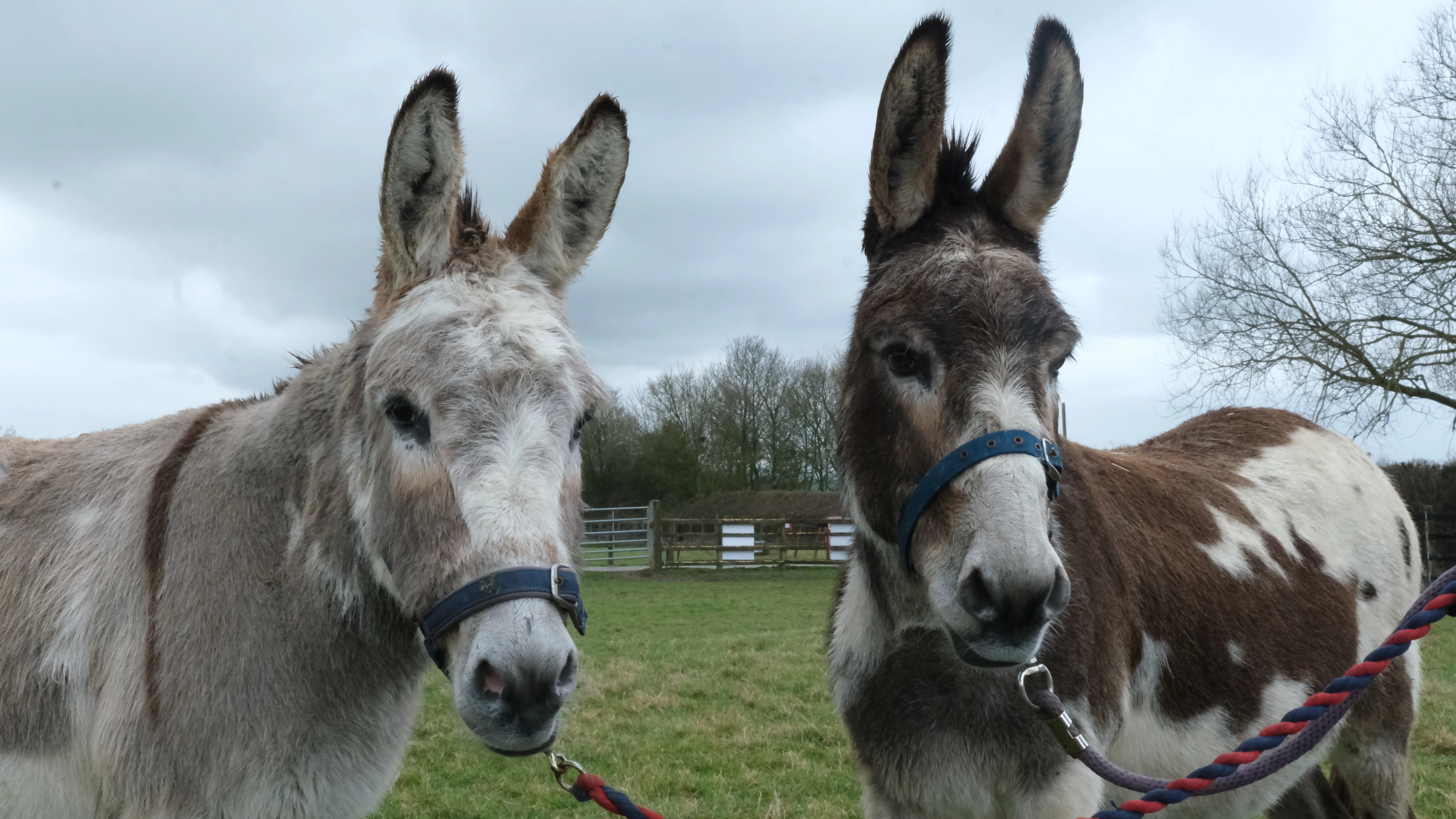 Photo of donkey duo Timothy and Cain