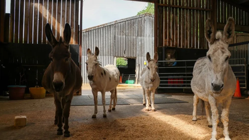 Four donkeys are stood in the barn on a patch of shavings